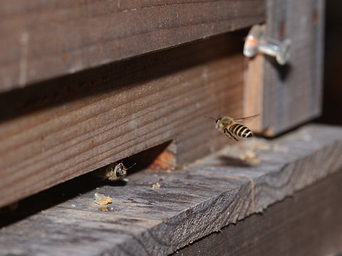 ニホンミツバチがやってきた