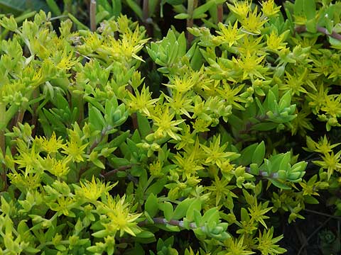 ツルマンネングサ