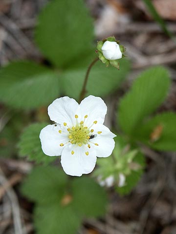 シロバナノヘビイチゴ