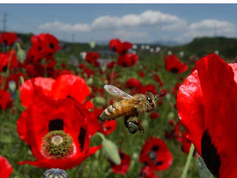 ヒナゲシに来たミツバチ