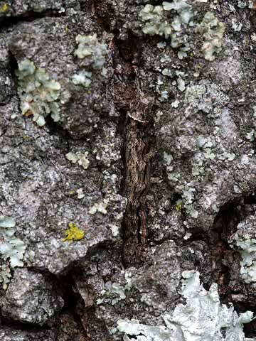 クヌギの幹にいた幼虫