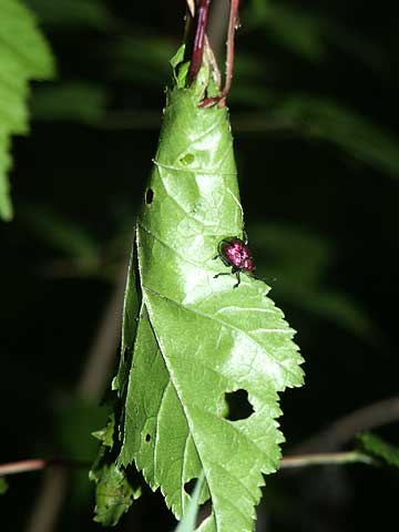 イタヤハマキチョッキリ