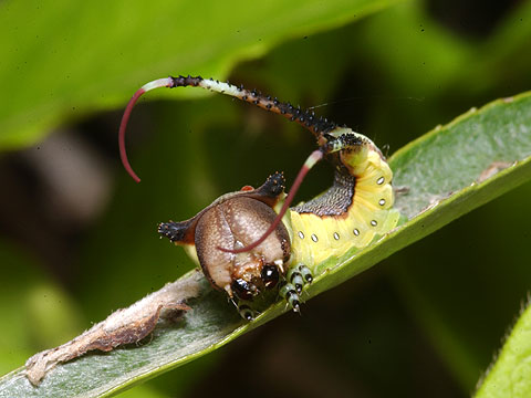 モクメシャチホコの幼虫