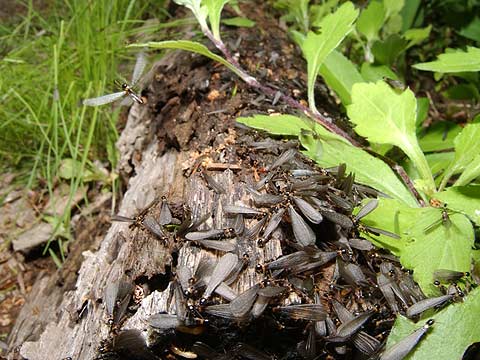 シロアリの羽アリ