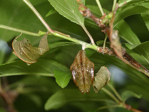 オオミスジの蛹