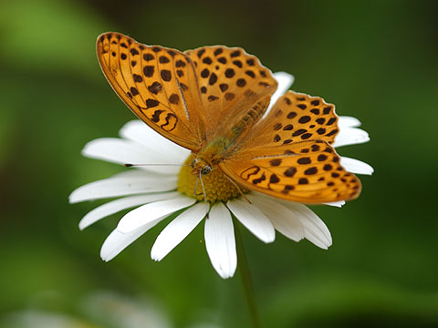 クモガタヒョウモン