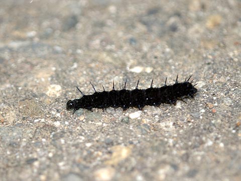 クジャクチョウの幼虫