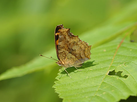 夏型のキタテハ