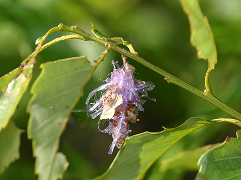 ビニールひものミノムシ