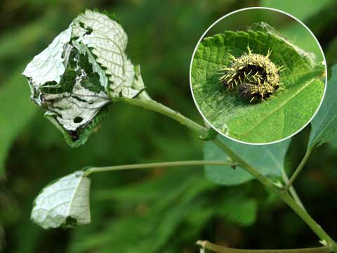 アカタテハの幼虫