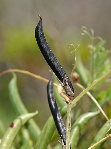 カラスノエンドウの実