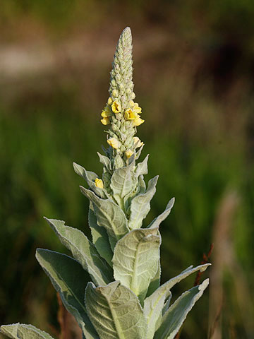 ビロードモウズイカ
