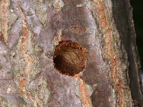シロスジカミキリの穴