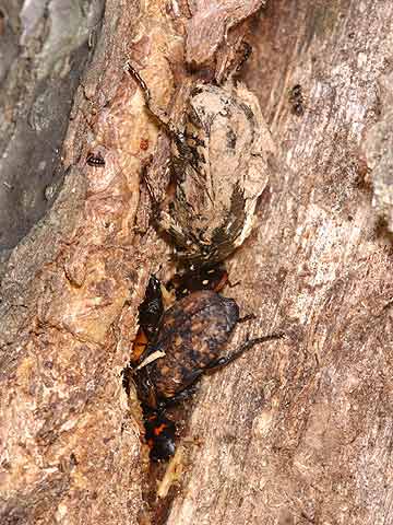 アカマダラコガネ