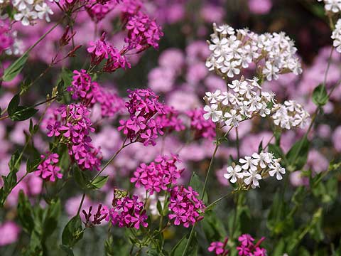 ムシトリナデシコ