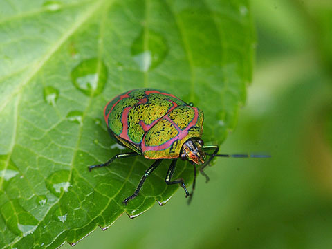 アカスジキンカメムシ