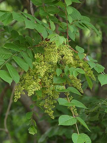 ヤマウルシの花