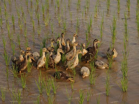 田んぼのカルガモ