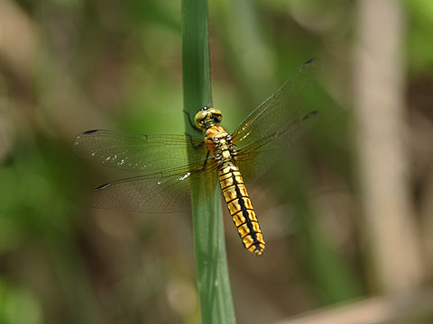 ハラビロトンボ