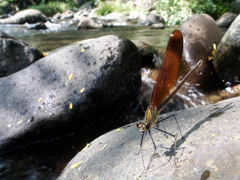 ミヤマカワトンボ