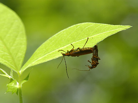 ジョウカイの交尾