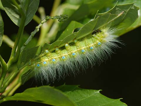 クスサンの幼虫