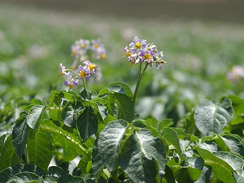 ジャガイモの花