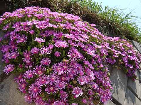 マツバギクの花