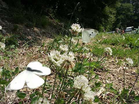 モンシロチョウ夏型