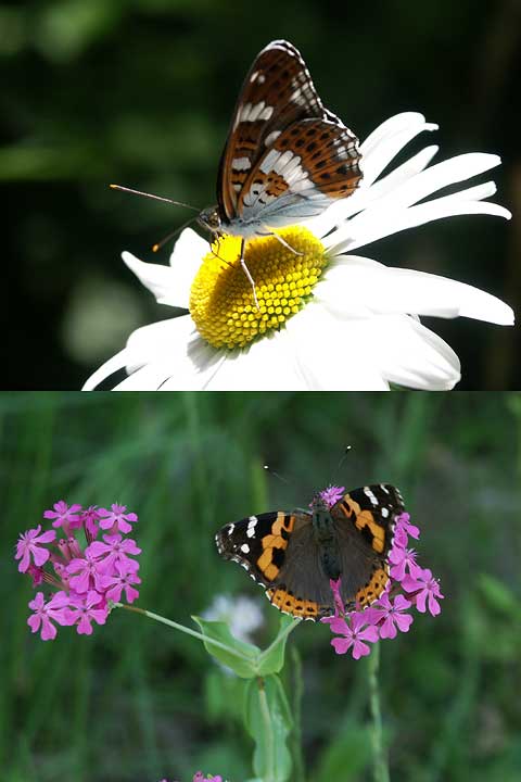 庭のタテハチョウ2種