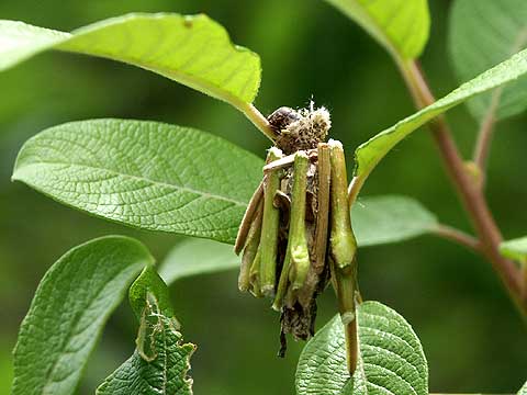 ミノムシの巣作り