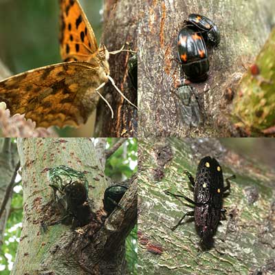 ヤナギの樹液にいた虫たち