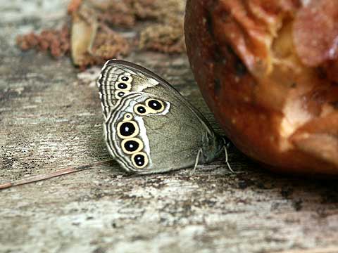 餌台のウラジャノメ