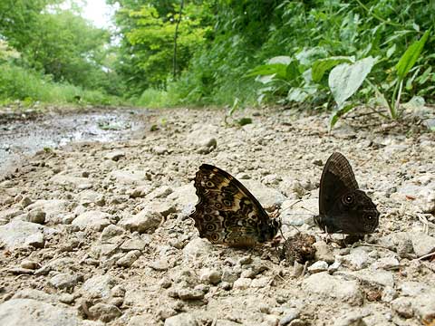 ヤマキマダラヒカゲとクロヒカゲ