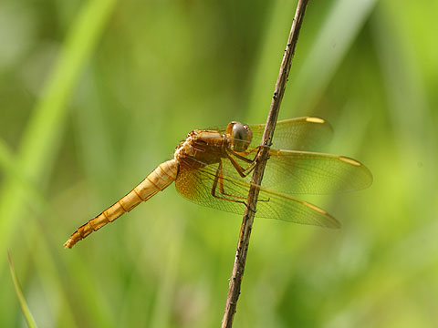 ショウジョウトンボ