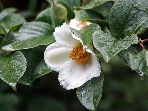 東京のナツツバキ