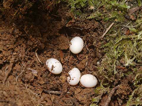 カナヘビの卵