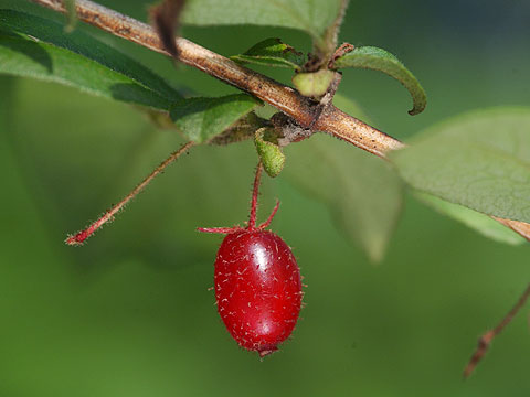 ウグイスカグラの実