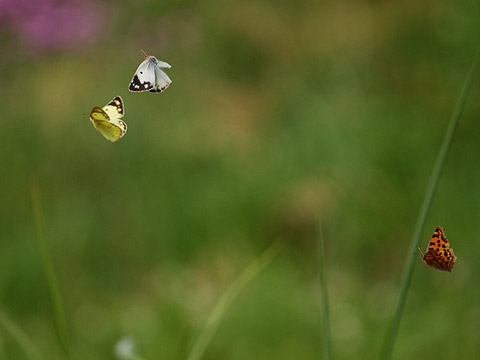モンキチョウの求愛飛翔