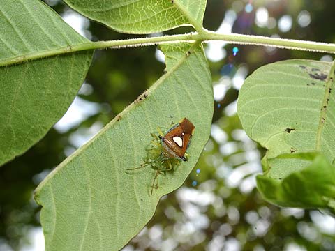エサキモンキツノカメムシ