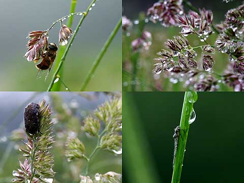 雨の日虫たちは