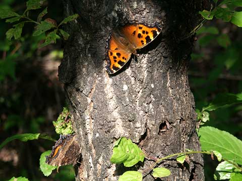 樹液にやってきたヒオドシチョウ