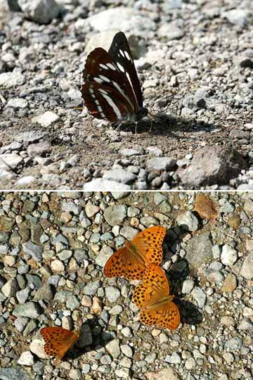 路上で吸水するミスジチョウとメスグロヒョウモン