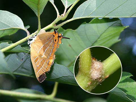 アカシジミの産卵