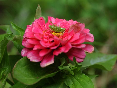 ヤブキリの幼虫