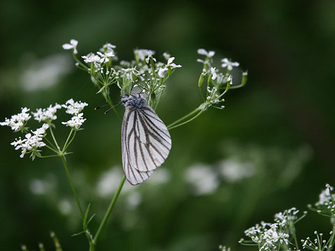 エゾスジグロシロチョウ