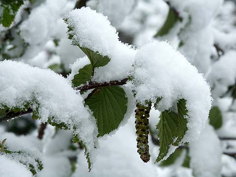 雪をかぶったダケカンバ
