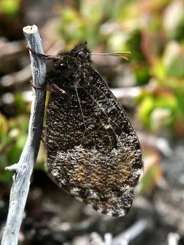 羽化直後のダイセツタカネヒカゲ