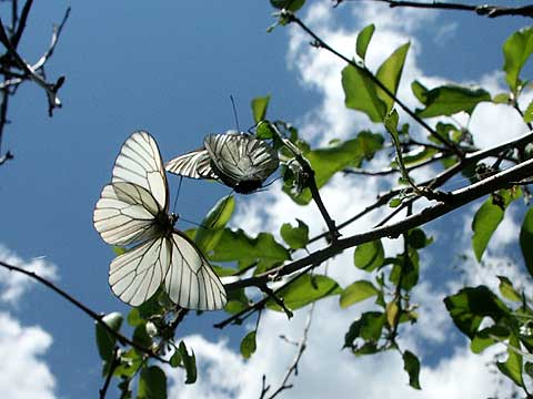 エゾシロチョウの交尾