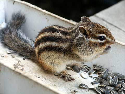銀泉台ヒュッテのシマリス